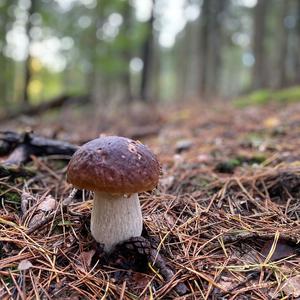 Summer Bolete