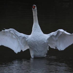 Mute Swan