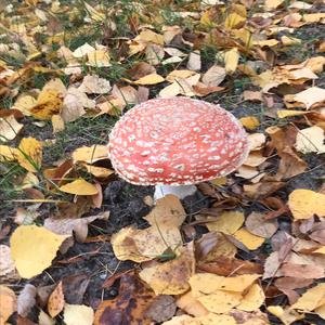 Fly Agaric