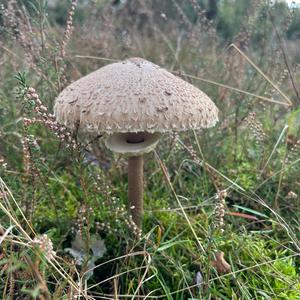 Parasol Mushroom