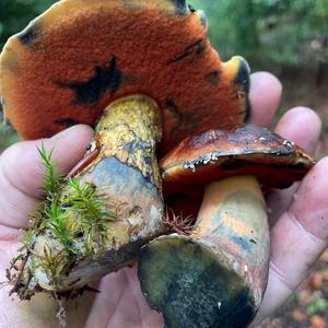 Dotted-stem Bolete