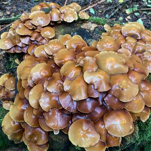 Changing Pholiota