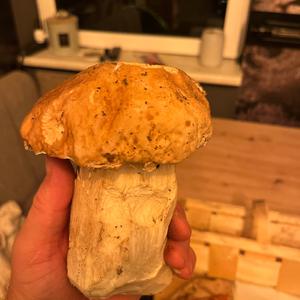 King Bolete