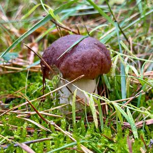 King Bolete