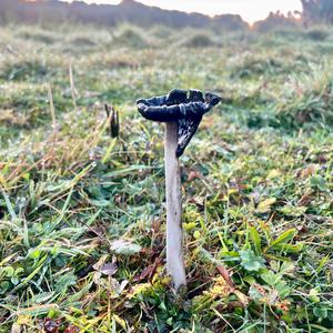 Shaggy Mane