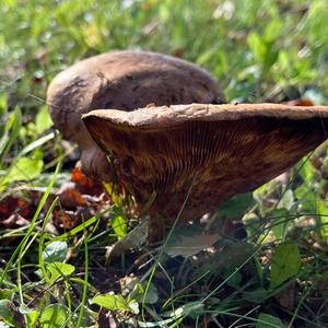 Poison Paxillus