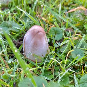 Shaggy Mane