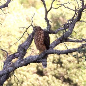 Northern Goshawk