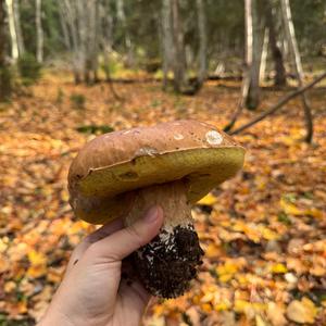 King Bolete