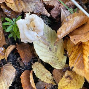 Fluted White Helvella