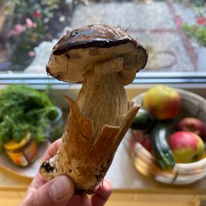 King Bolete