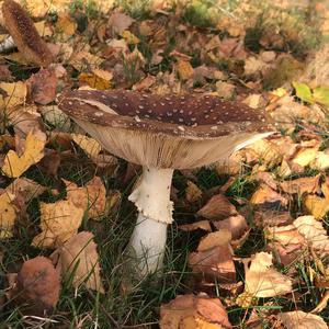 Fly Agaric