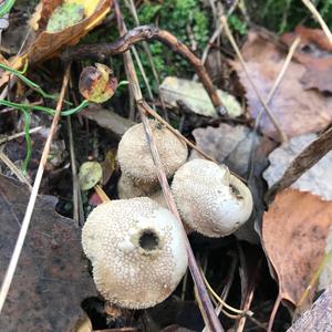 Gem-studded Puffball