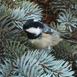 Coal Tit