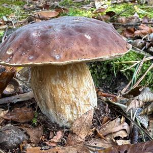 King Bolete