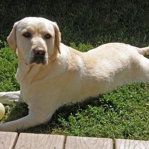 Retriever (Labrador)