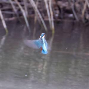 Common Kingfisher