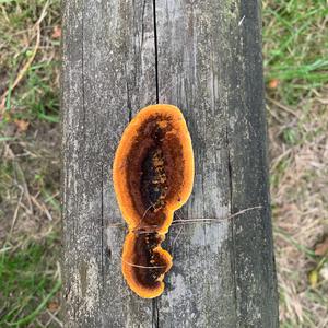 Red-belted Polypore