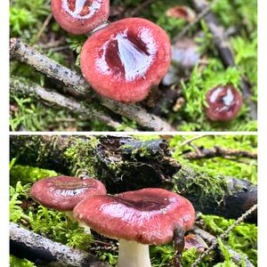 Tall Russula