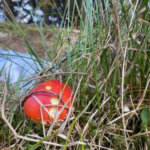 Fly Agaric