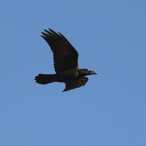 Common Raven