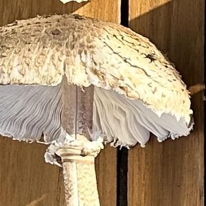 Parasol Mushroom