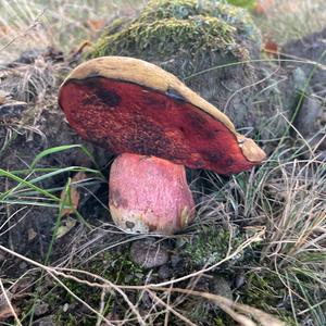 Dotted-stem Bolete