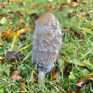 Shaggy Mane