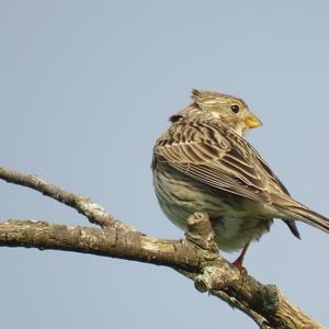 Corn Bunting