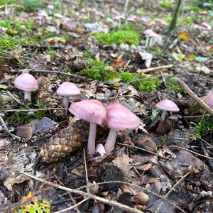 Pink Mycena