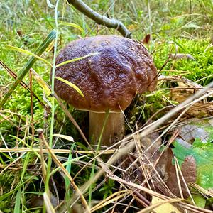 King Bolete