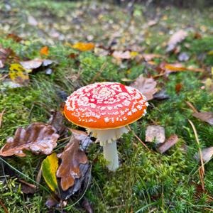 Fly Agaric