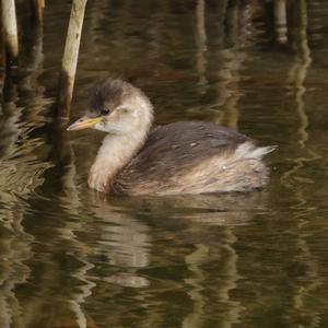 Little Grebe