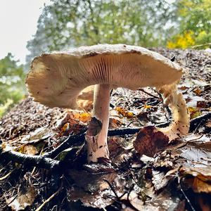 Parasol Mushroom