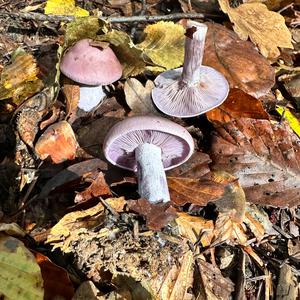 Wood Blewit