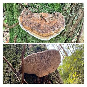 Thick-maze Oak polypore