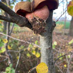 Dotted-stem Bolete