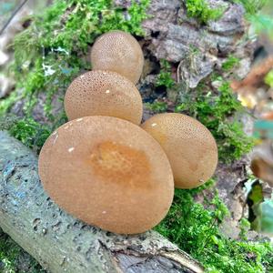 Scaly Earthball