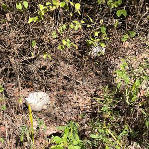 Giant Puffball