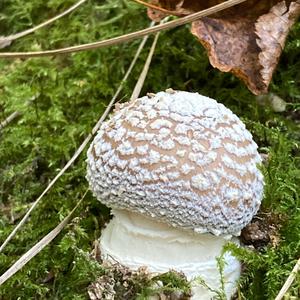 Grey-veil Amanita