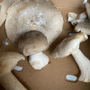 Cloudy Clitocybe