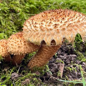 Scaly Pholiota