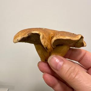 Jersey Cow Bolete