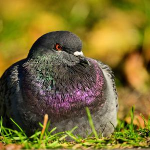 Rock Pigeon