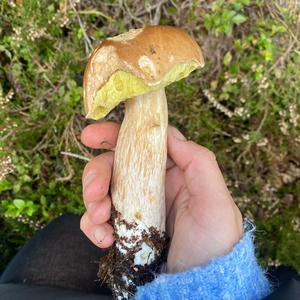 King Bolete