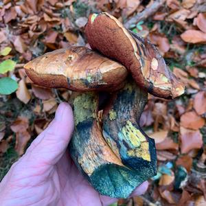 Dotted-stem Bolete