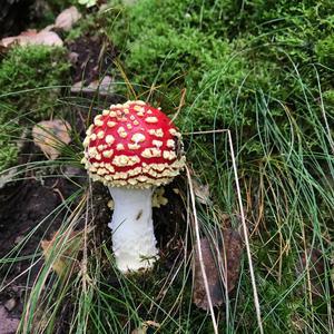 Fly Agaric