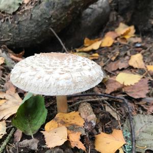 Garden Parasol