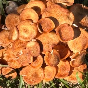 Honey Fungus