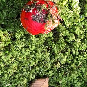 Fly Agaric